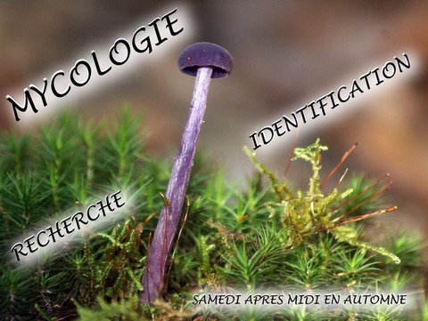 CLC Argenton sur Creuse (Indre) - section Mycologie